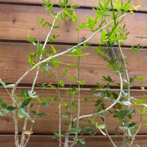 Commiphora humbertii - Madagascar Myrrh