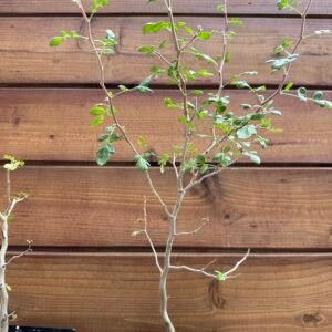 Pachycormus discolor - Baja elephant tree - torote blanco