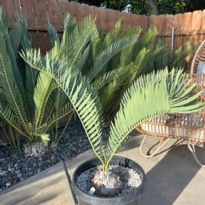 Encephalartos cupidus var. 'giant cupidus' - Blyde River Cycad - ULTRA RARE COLLECTORS SPECIMEN