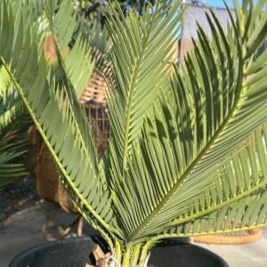 Encephalartos dyerianus (FEMALE) - Lillie Cycad - ULTRA RARE COLLECTORS SPECIMEN