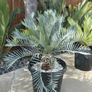 Encephalartos princeps (FEMALE) - Kei Cycad - ULTRA RARE COLLECTORS SPECIMEN