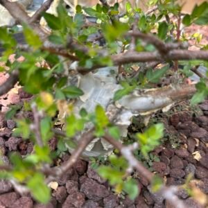 Bursera fagaroides (compact form) - Fragrant Bursera, Torchwood Copal, Mexican Frankincense