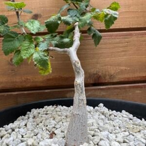 Bursera hindsiana - Red Elephant Tree - Copal - 'Torote'