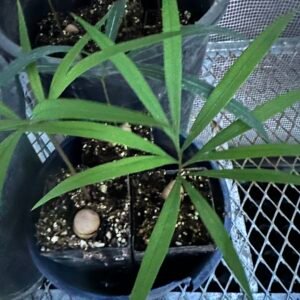 Cycas debaoensis - Rare Collectors Cycas