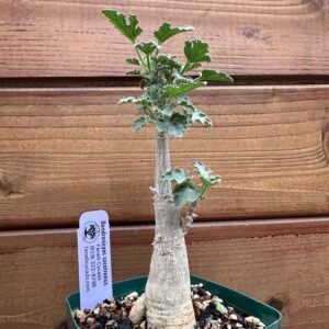 Dendrosicyos socotranus - Socotran Cucumber Tree