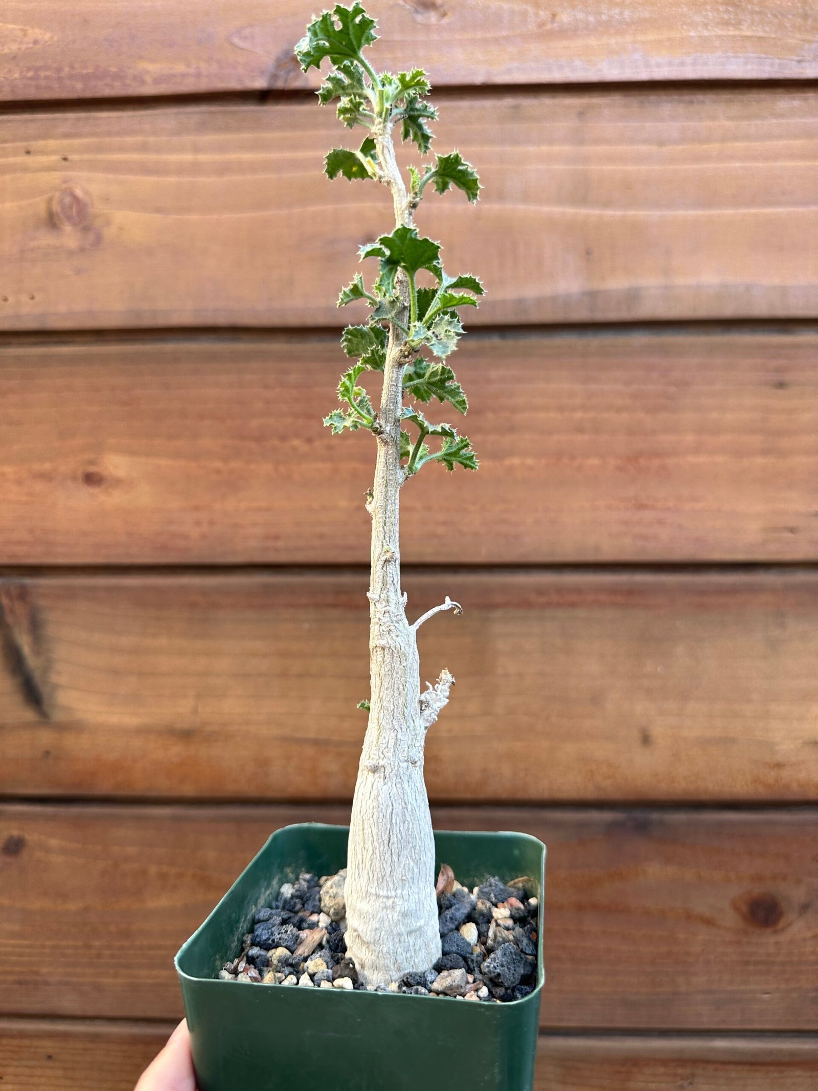 Dendrosicyos socotranus - Socotran Cucumber Tree - Image 8
