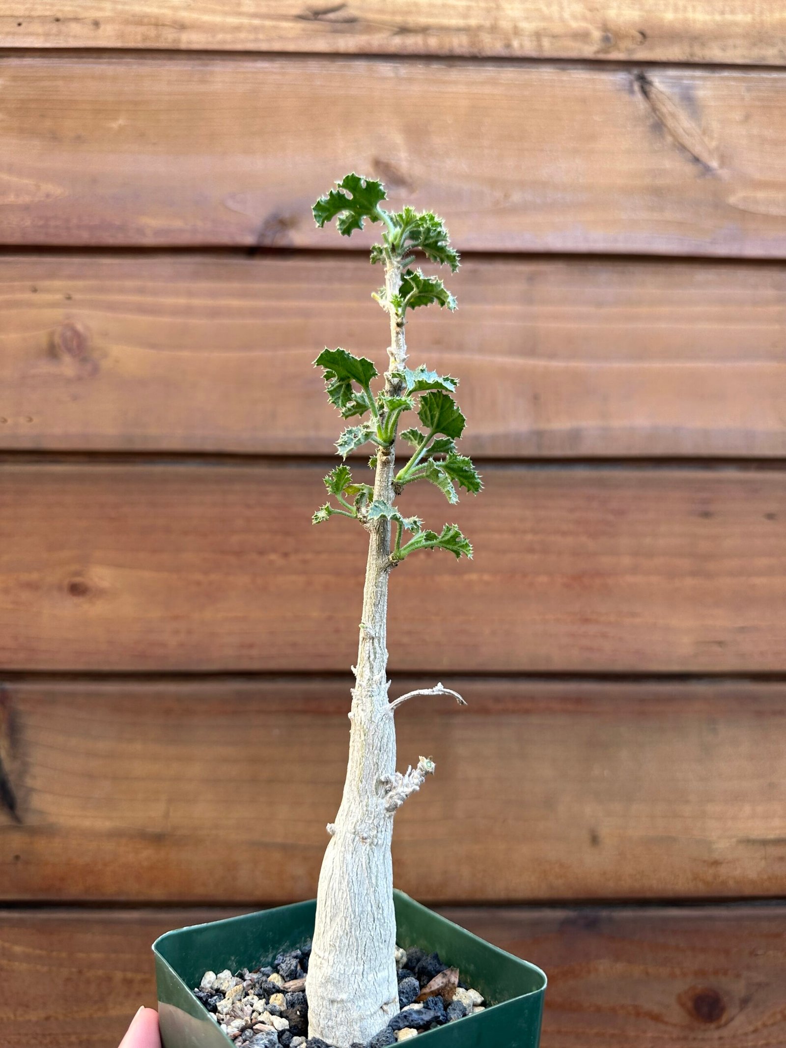 Dendrosicyos socotranus - Socotran Cucumber Tree - Image 7