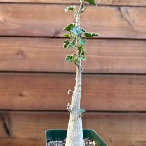 Dendrosicyos socotranus - Socotran Cucumber Tree