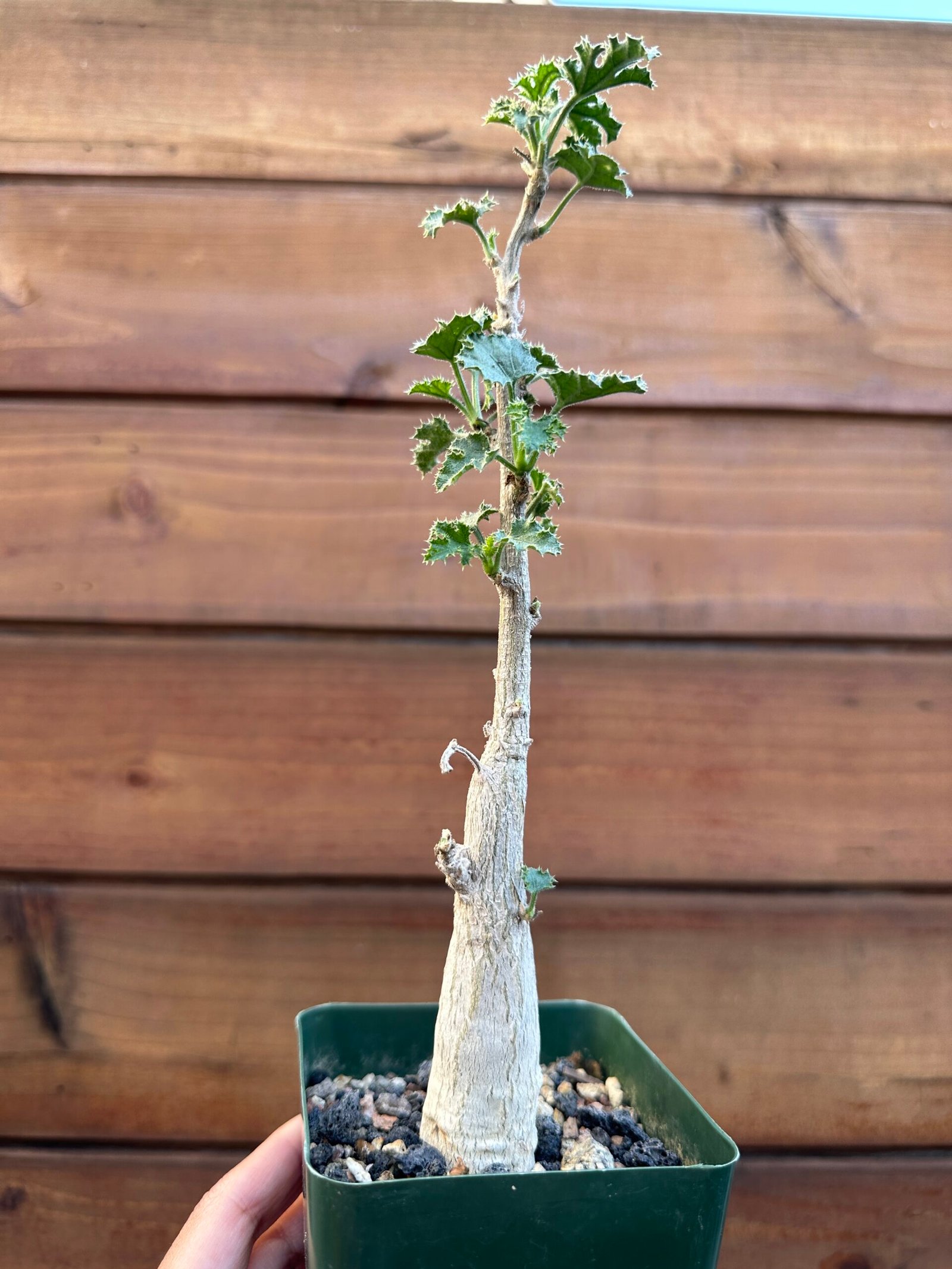 Dendrosicyos socotranus - Socotran Cucumber Tree