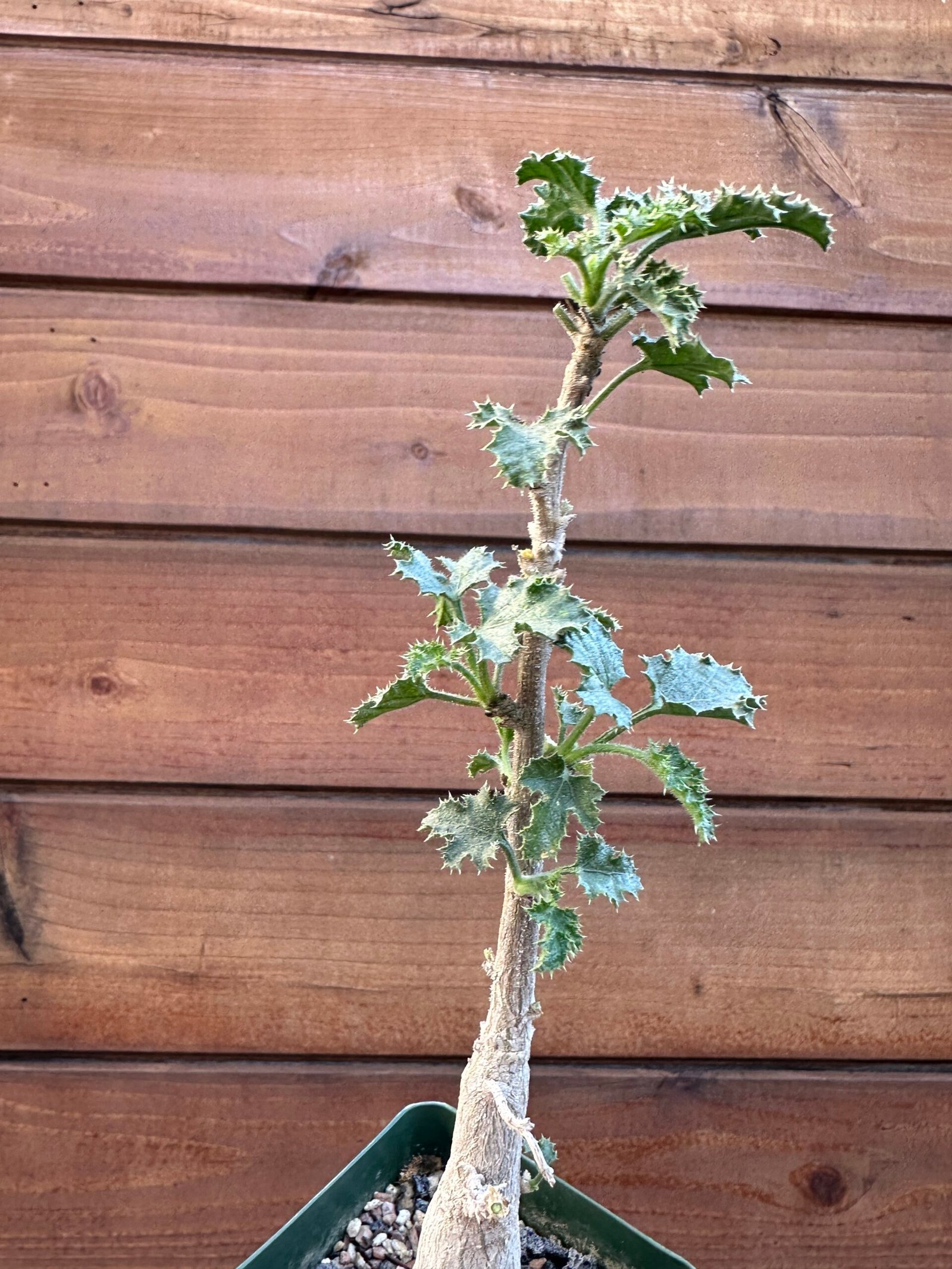 Dendrosicyos socotranus - Socotran Cucumber Tree - Image 5