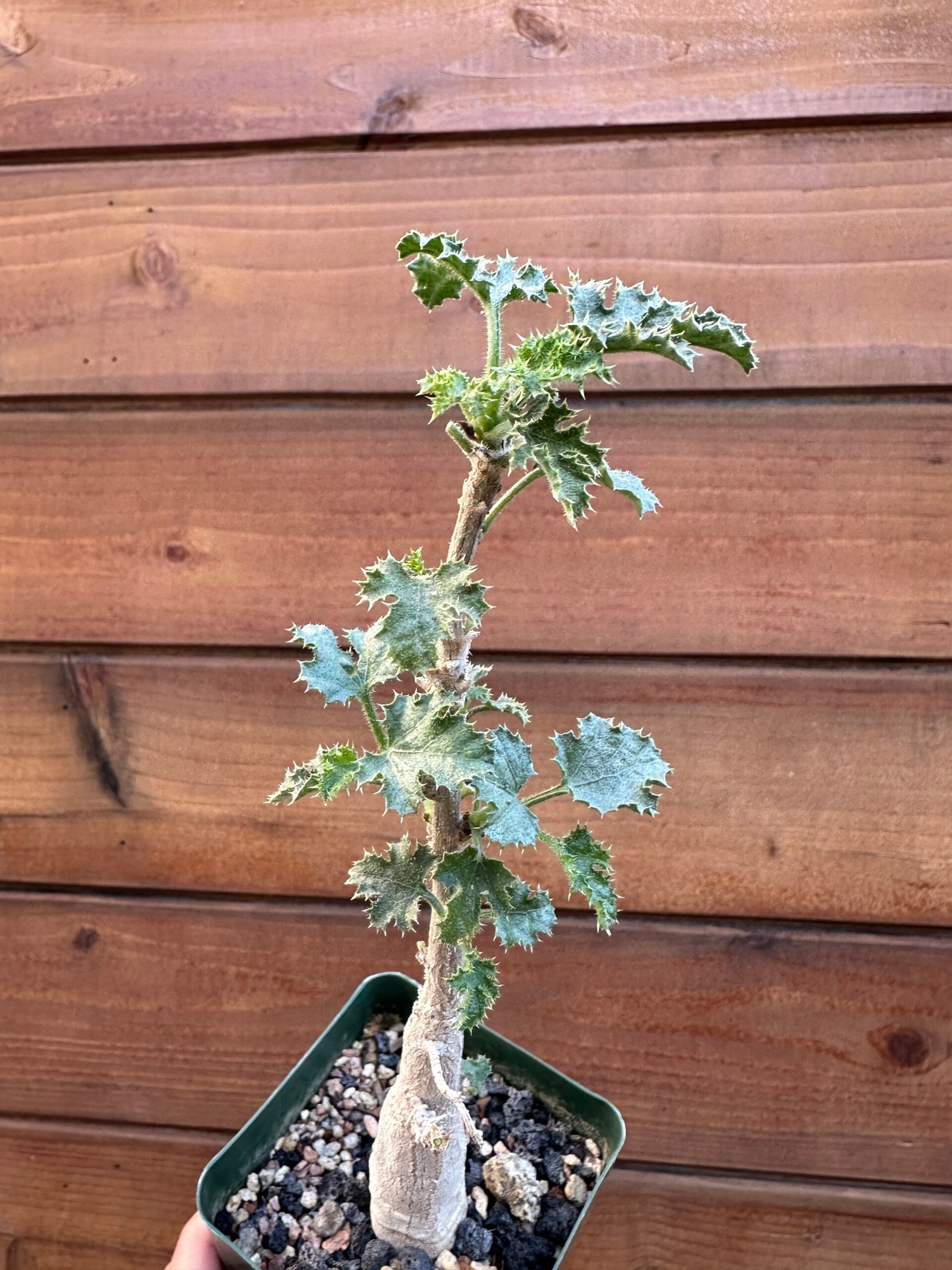 Dendrosicyos socotranus - Socotran Cucumber Tree - Image 4