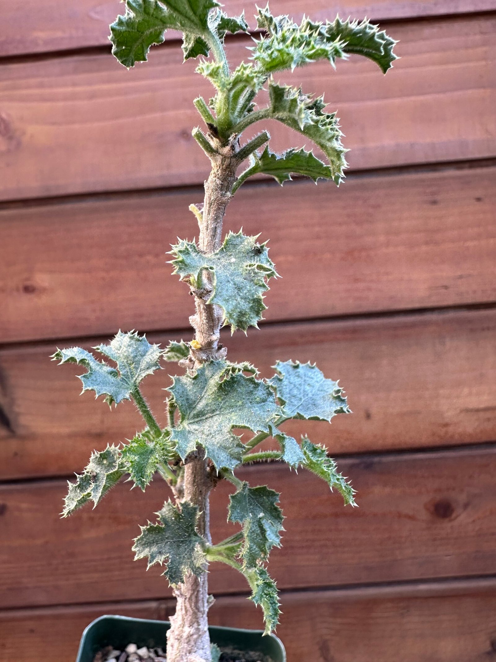 Dendrosicyos socotranus - Socotran Cucumber Tree - Image 3
