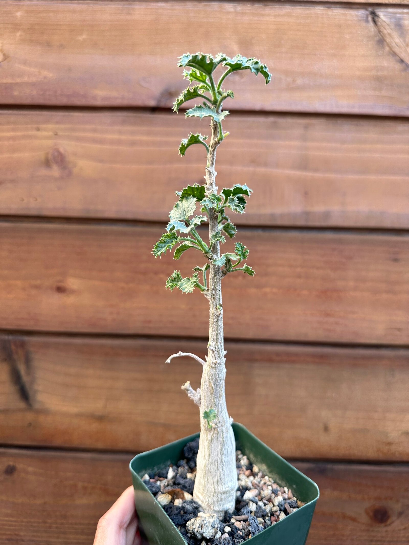 Dendrosicyos socotranus - Socotran Cucumber Tree - Image 2