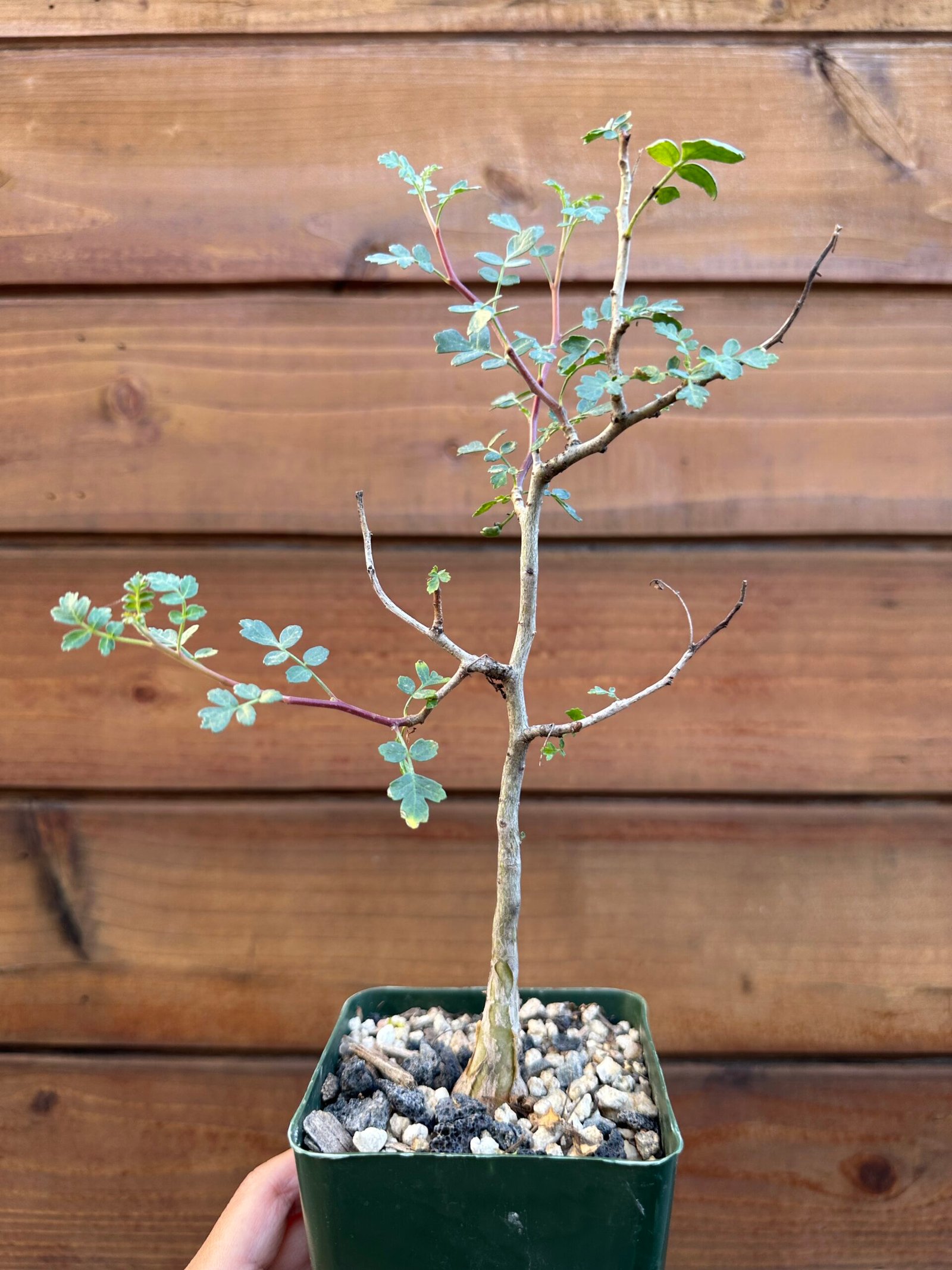 Pachycormus discolor - Baja elephant tree - 4" pot - Image 6