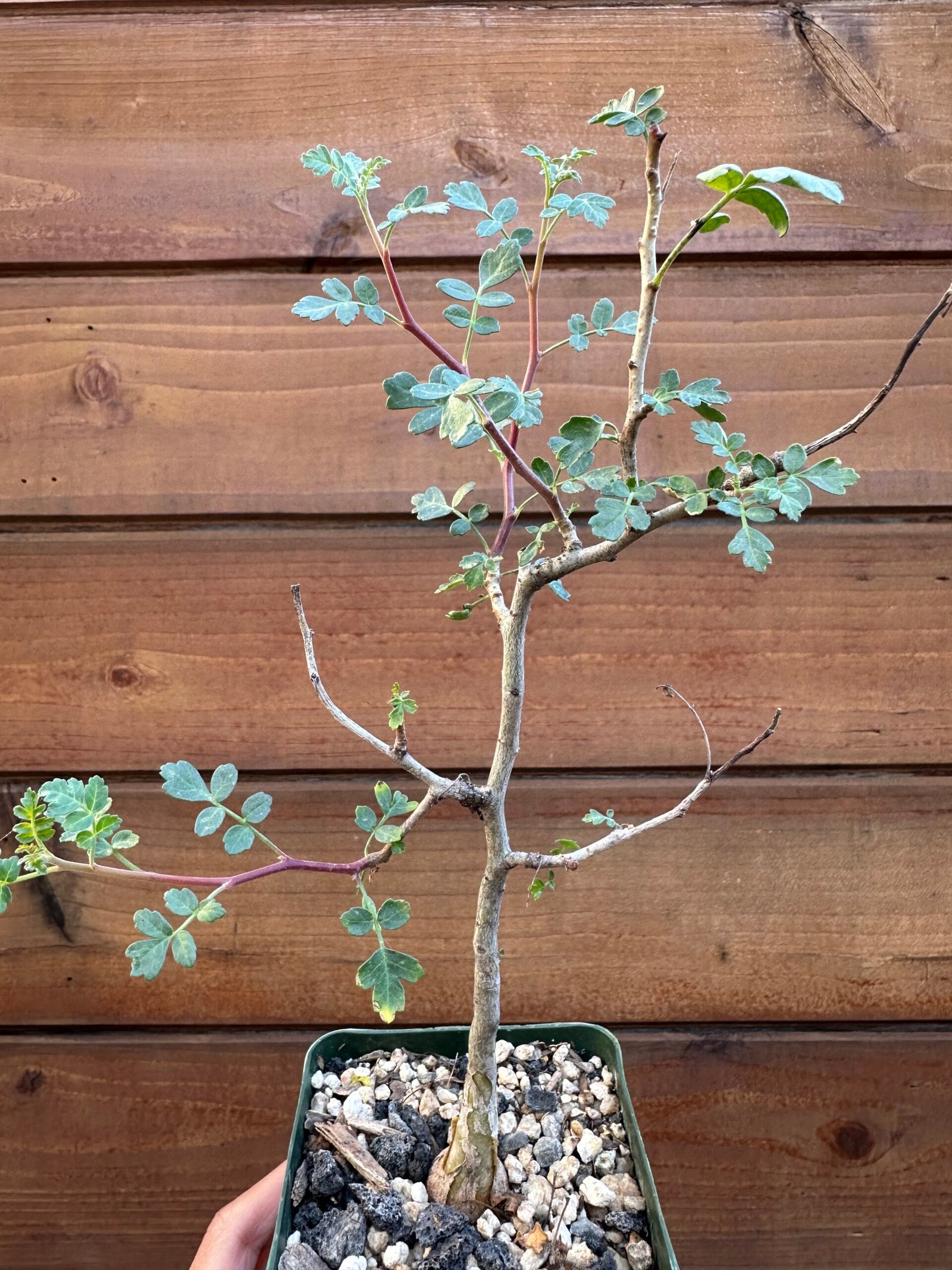 Pachycormus discolor - Baja elephant tree - 4" pot - Image 5