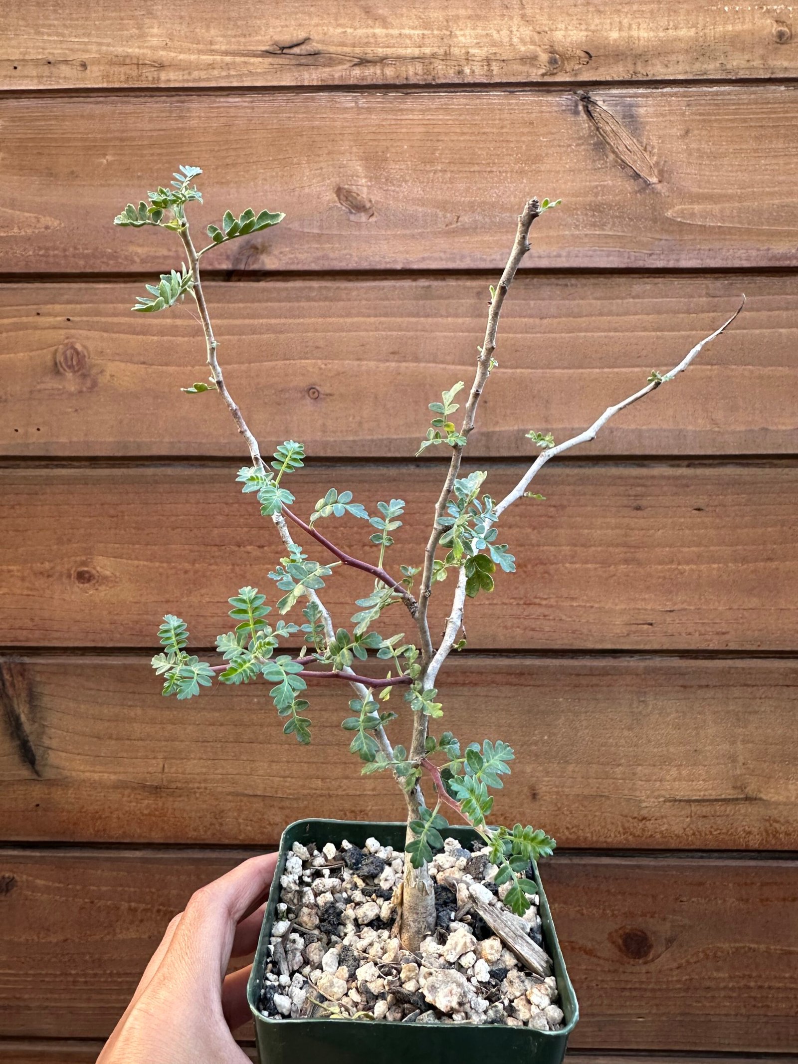 Pachycormus discolor - Baja elephant tree - 4" pot - Image 4