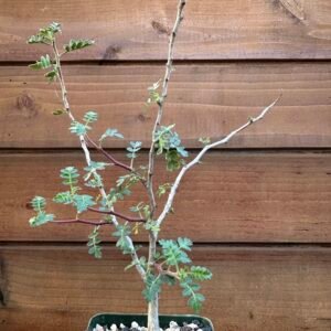 Pachycormus discolor - Baja elephant tree - 4" pot