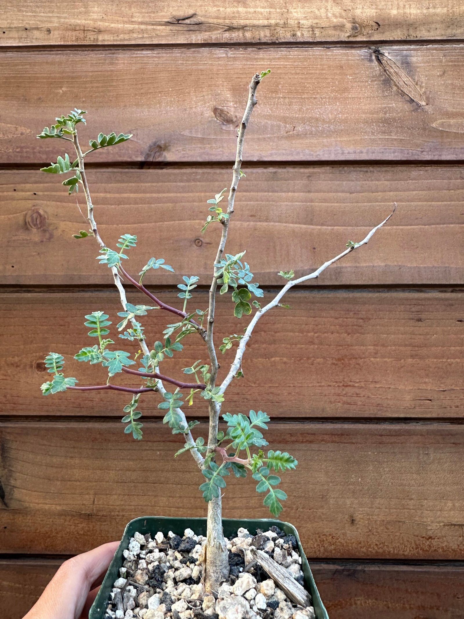 Pachycormus discolor - Baja elephant tree - 4" pot