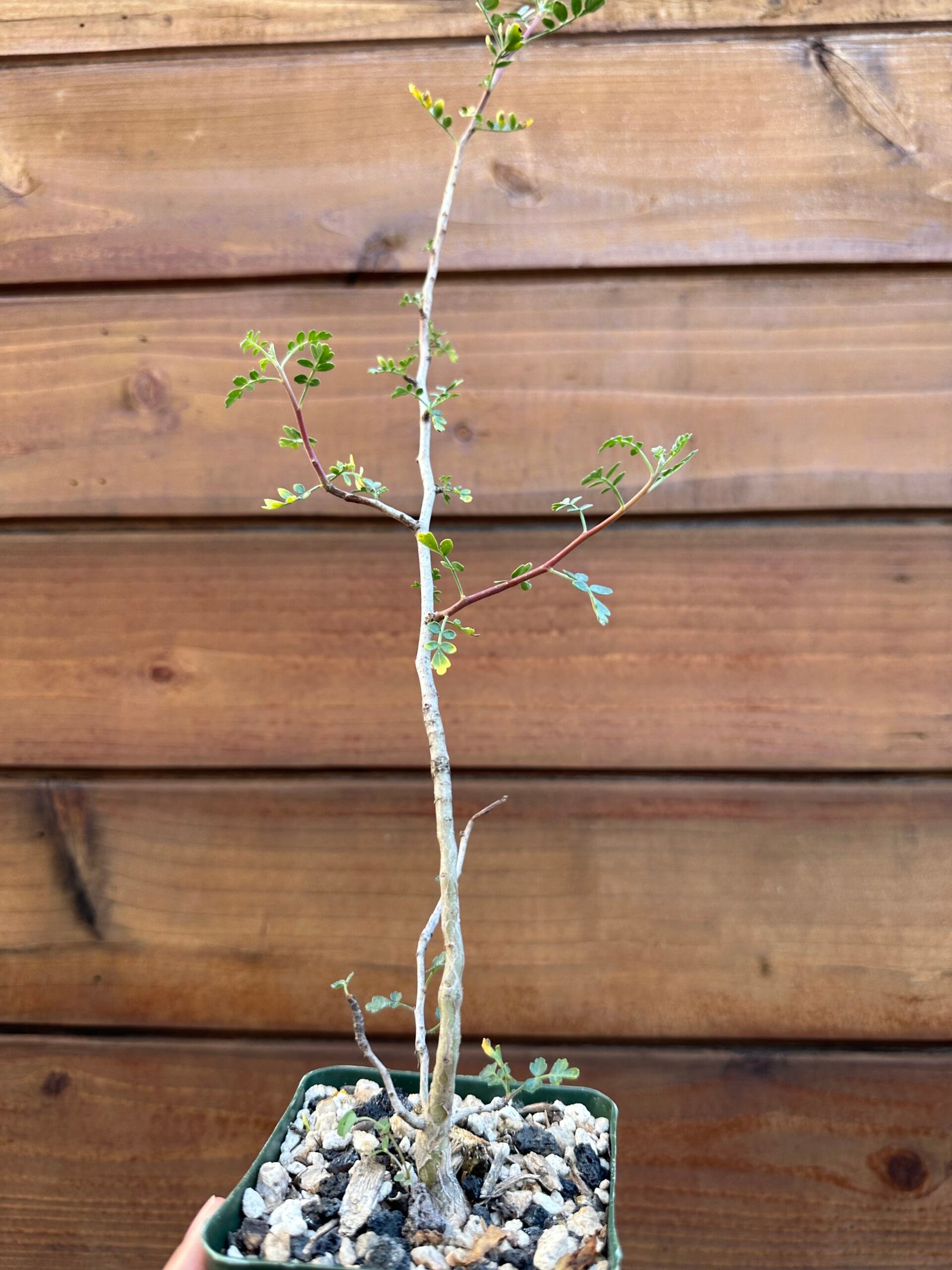 Pachycormus discolor - Baja elephant tree - 4" pot - Image 2
