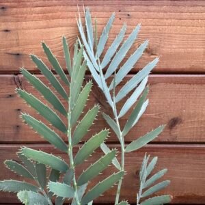 Encephalartos nubimontanus X cupidus - Blue Transvaal Hybrid - 1-2" caudex
