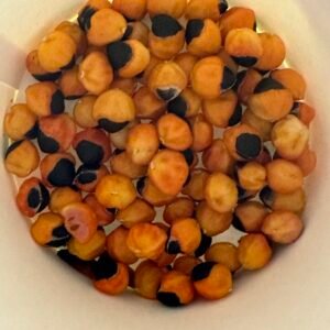 Bursera hindsiana Fresh 2026 Seed - Red Elephant Tree - Copal - 'Torote' - (50) Seeds