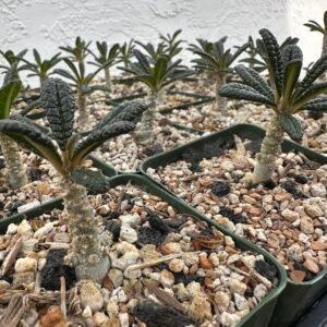 Dorstenia gigas - Socotra Fig Tree