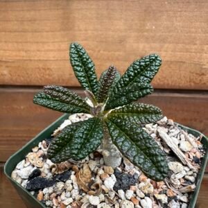 Exotics and Rarities