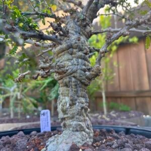 Other Pachycaul Trees