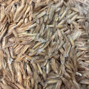 Fouquieria columnaris 2025 Seed - Boojum Tree - Rare Pachycaul Tree (100 seeds)