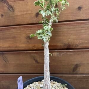 Dendrosicyos socotranus - Socotran Cucumber Tree