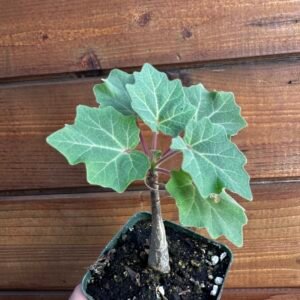 Uncarina grandidieri - Succulent Sesame - Madagascar Mousetrap Tree