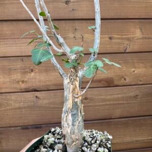 Bursera fagaroides - Fragrant Bursera, Torchwood Copal, Mexican Frankincense (large)