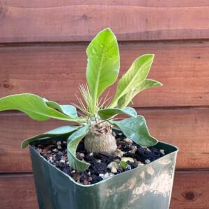 Pachypodium namaquanum - South African Halfmens Elephant Trunk Tree