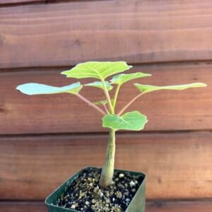 Uncarina grandidieri - Succulent Sesame - Madagascar Mousetrap Tree