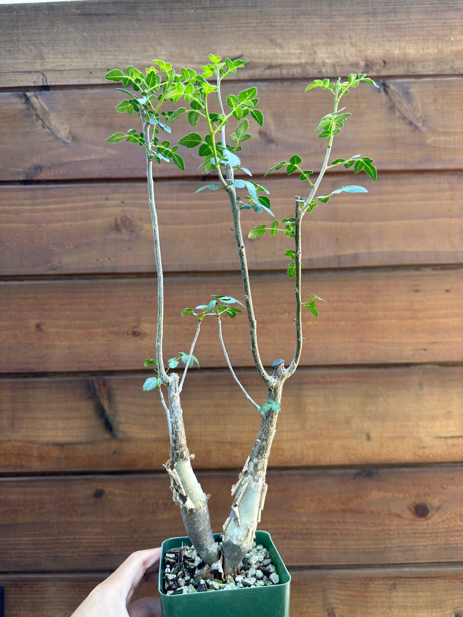 Bursera fagaroides - Fragrant Bursera, Torchwood Copal, Mexican Frankincense (small doubles) - Image 7