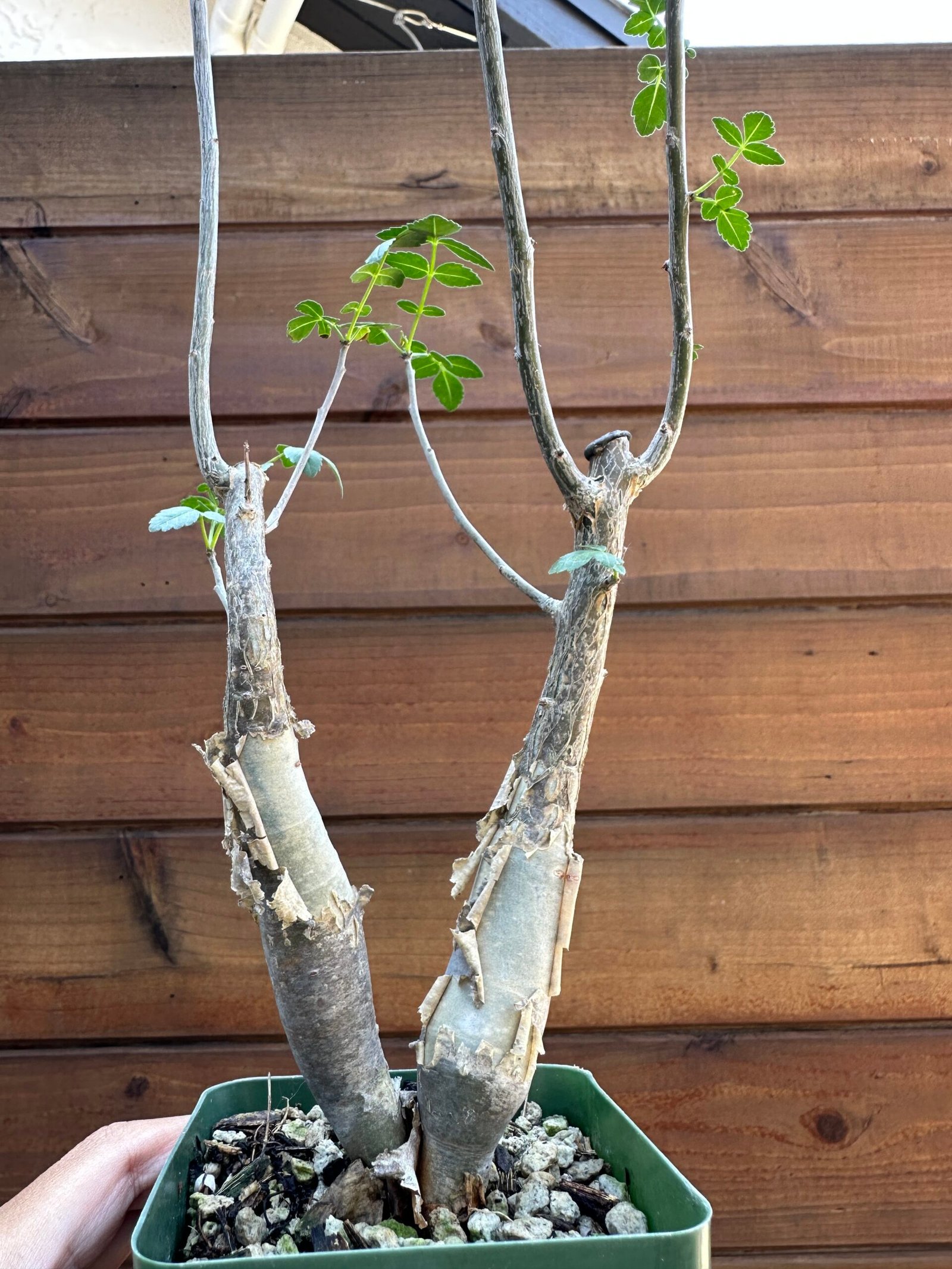 Bursera fagaroides - Fragrant Bursera, Torchwood Copal, Mexican Frankincense (small doubles) - Image 6