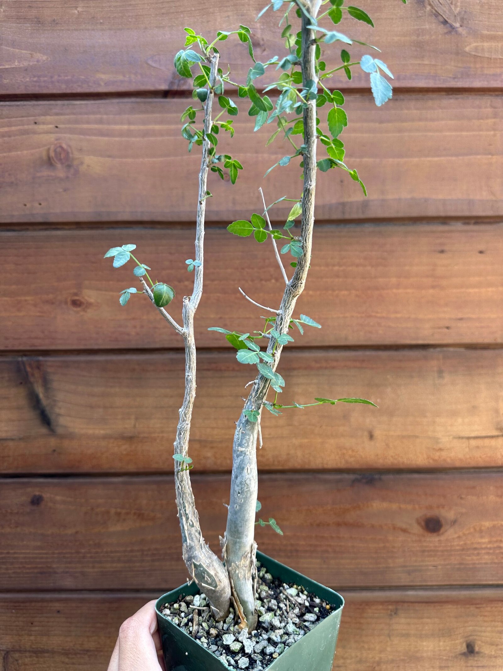 Bursera fagaroides - Fragrant Bursera, Torchwood Copal, Mexican Frankincense (small doubles) - Image 4