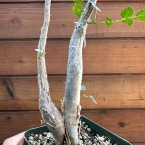 Bursera fagaroides - Fragrant Bursera, Torchwood Copal, Mexican Frankincense (small doubles)