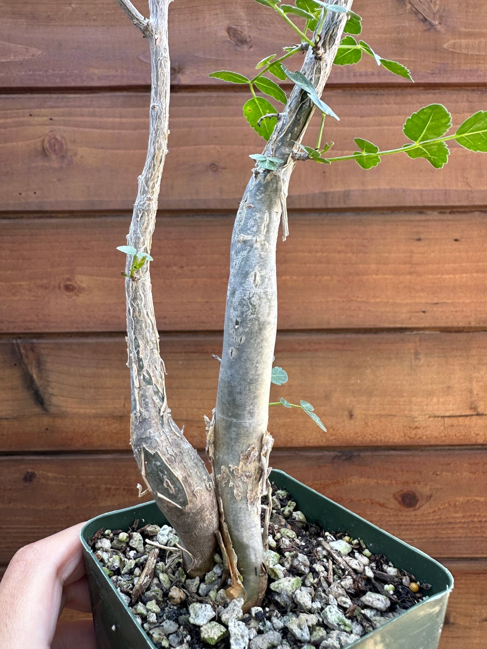 Bursera fagaroides - Fragrant Bursera, Torchwood Copal, Mexican Frankincense (small doubles)