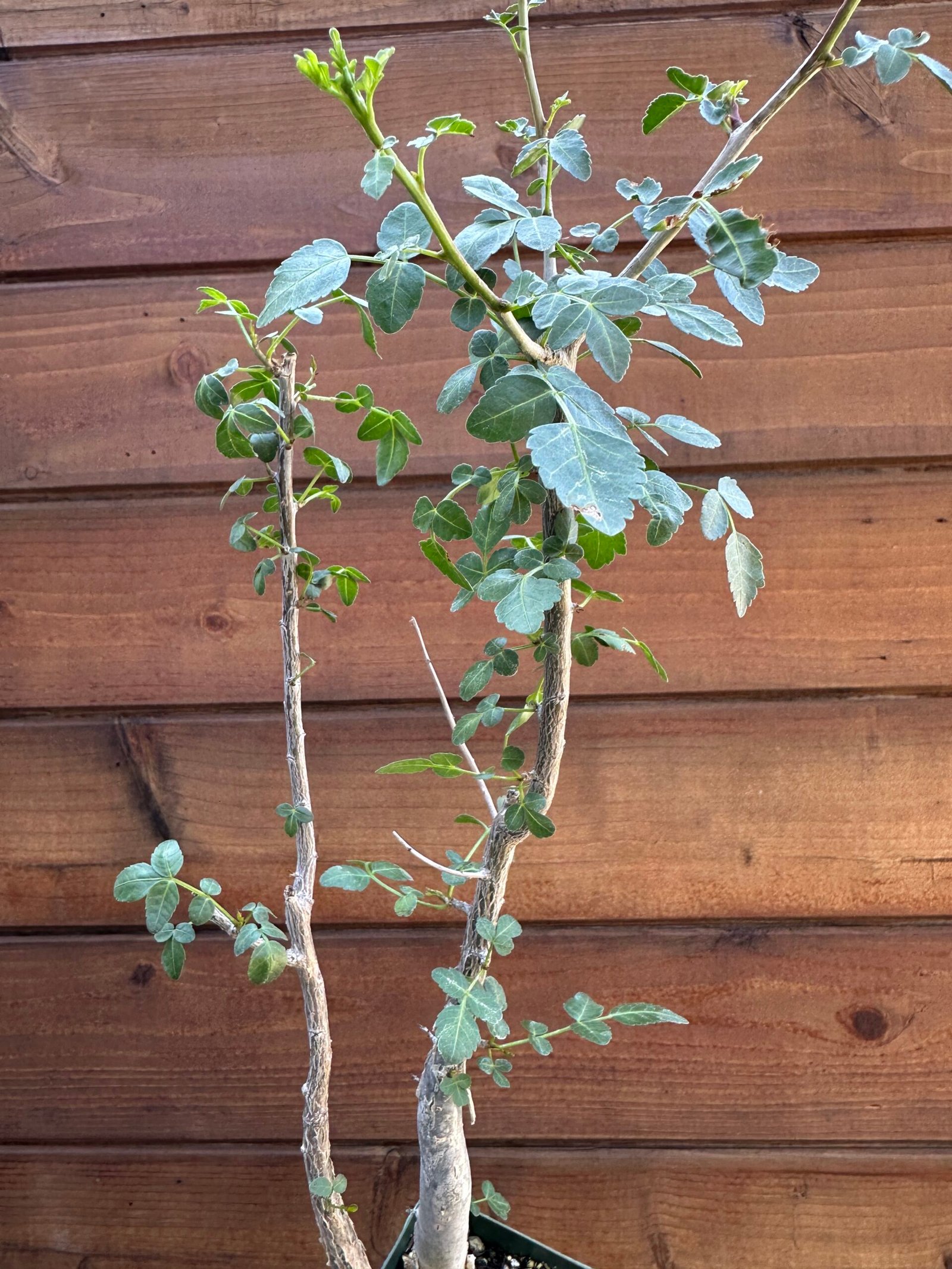 Bursera fagaroides - Fragrant Bursera, Torchwood Copal, Mexican Frankincense (small doubles) - Image 2