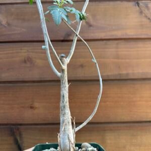 Bursera fagaroides - Fragrant Bursera, Torchwood Copal, Mexican Frankincense (small)