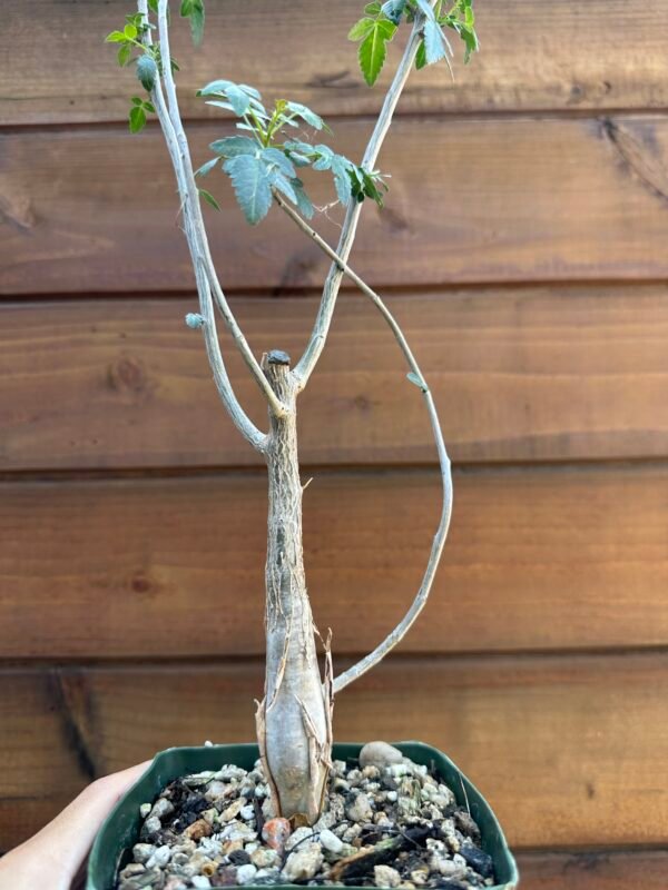 Bursera fagaroides - Fragrant Bursera, Torchwood Copal, Mexican Frankincense (small)