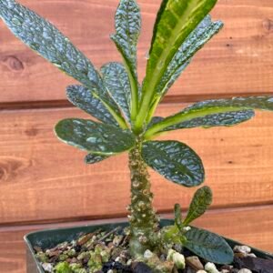 Dorstenia gigas - Socotra Fig Tree