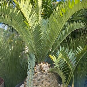 Encephalartos trispinosis - Bushman's River Cycad - Mature Collector Specimen - 13.5" main caudex w/ 2.5", 2.5", 2", 1" offsets