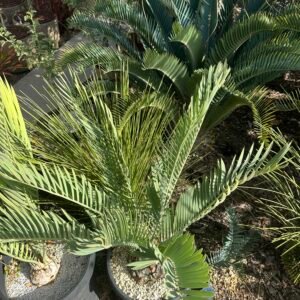 Encephalartos middelburgensis  (Olifants River form) - Middelburg Cycad - 6" caudex