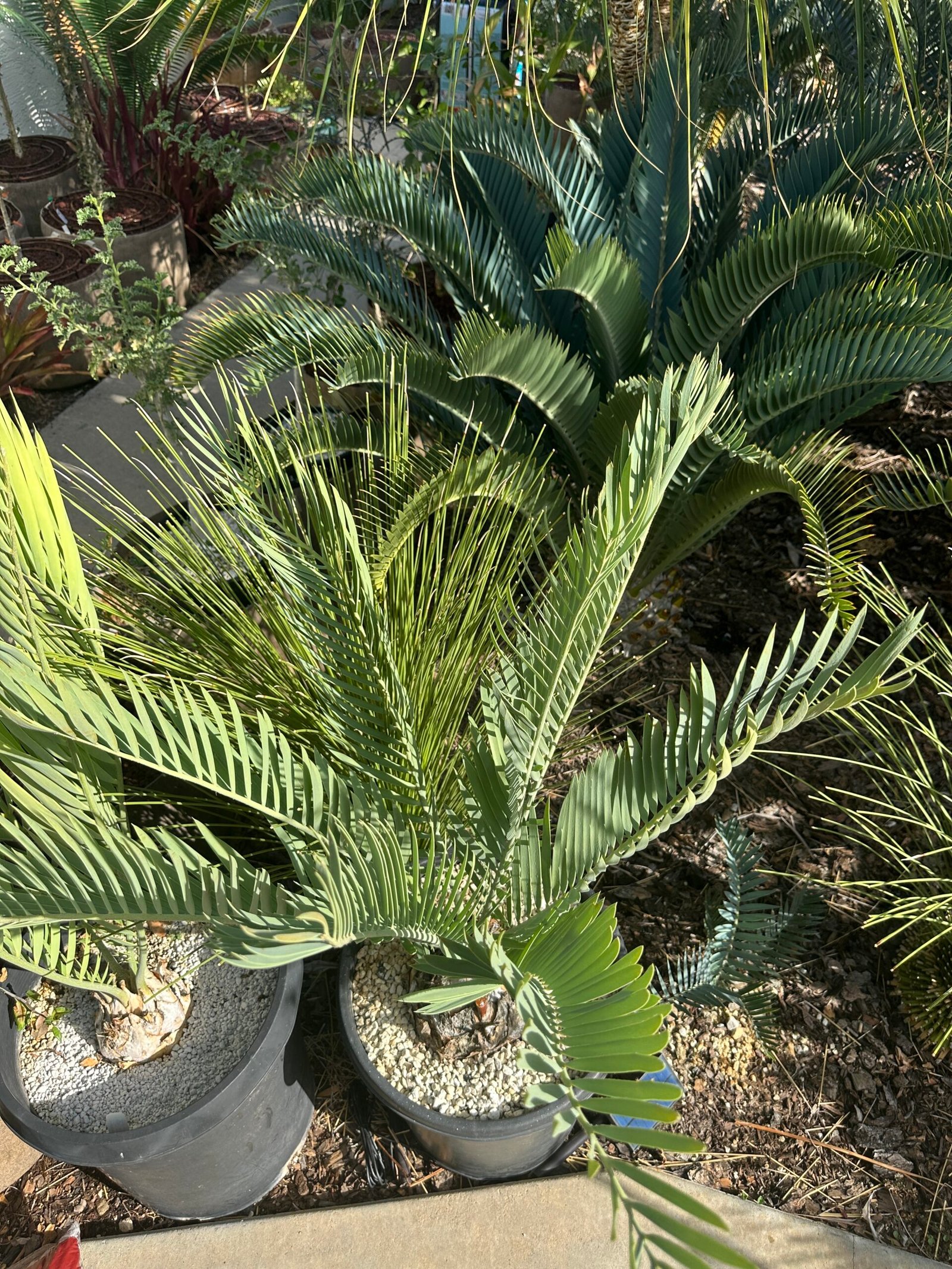 Encephalartos middelburgensis (Olifants River form) - Middelburg Cycad - 6" caudex