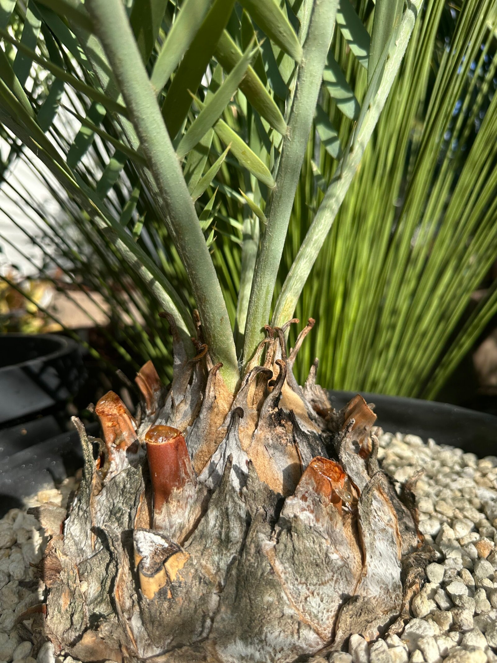 Encephalartos middelburgensis (Olifants River form) - Middelburg Cycad - 6" caudex - Image 3
