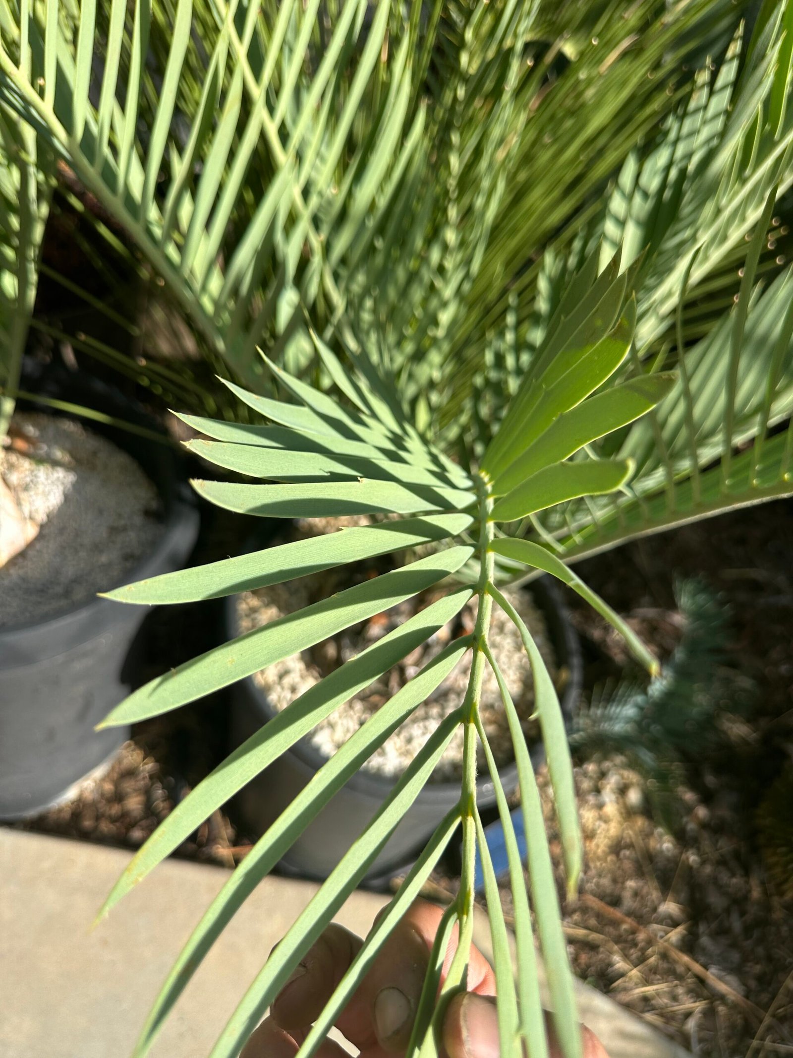 Encephalartos middelburgensis (Olifants River form) - Middelburg Cycad - 6" caudex - Image 2