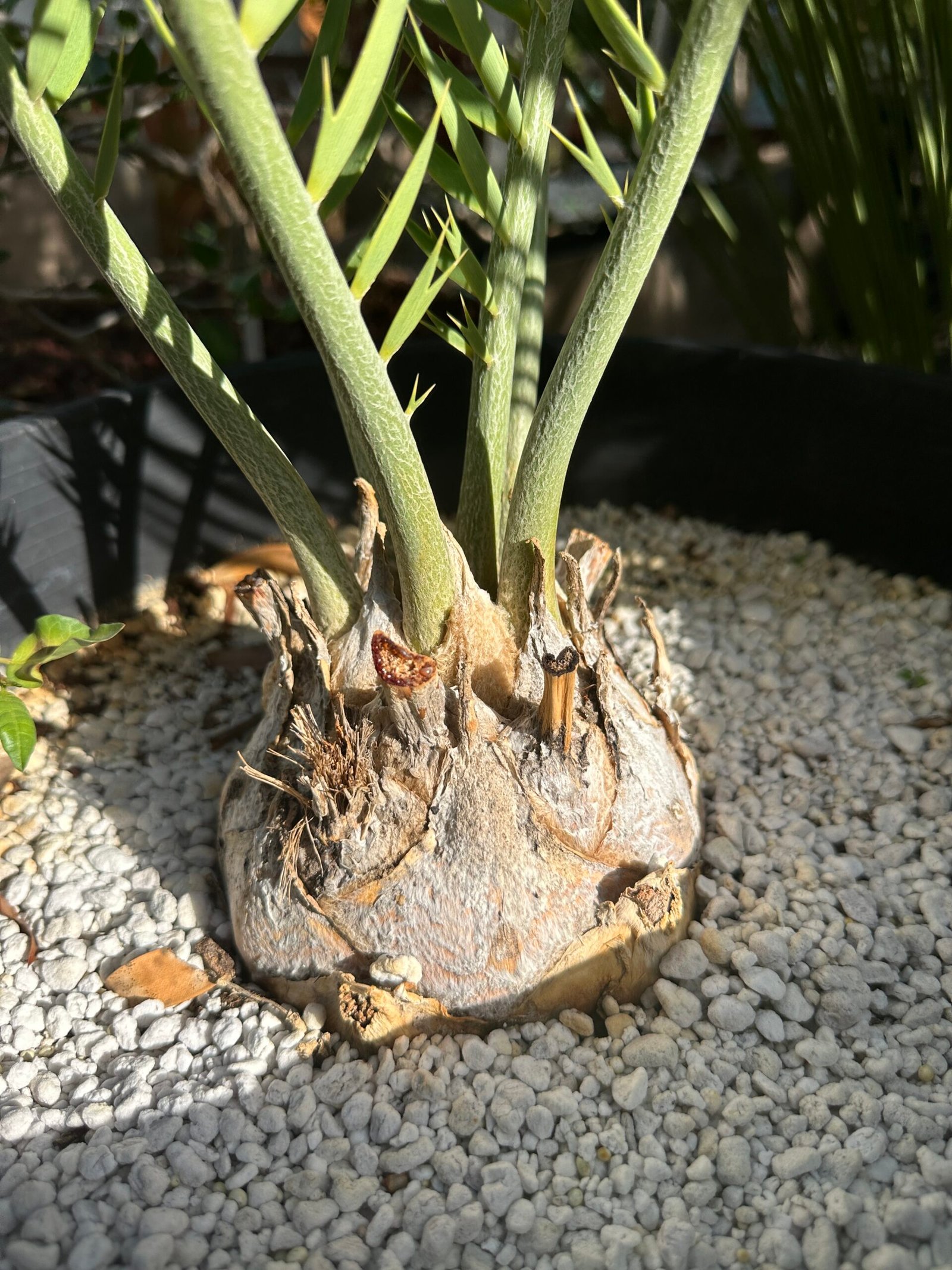 Encephalartos middelbergensis X dyerianus - Transvaal Hybrid Cycad - 5.5" caudex - Image 2