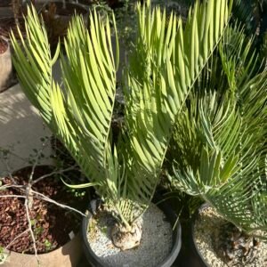 Encephalartos middelbergensis X dyerianus - Transvaal Hybrid Cycad - 5.5" caudex